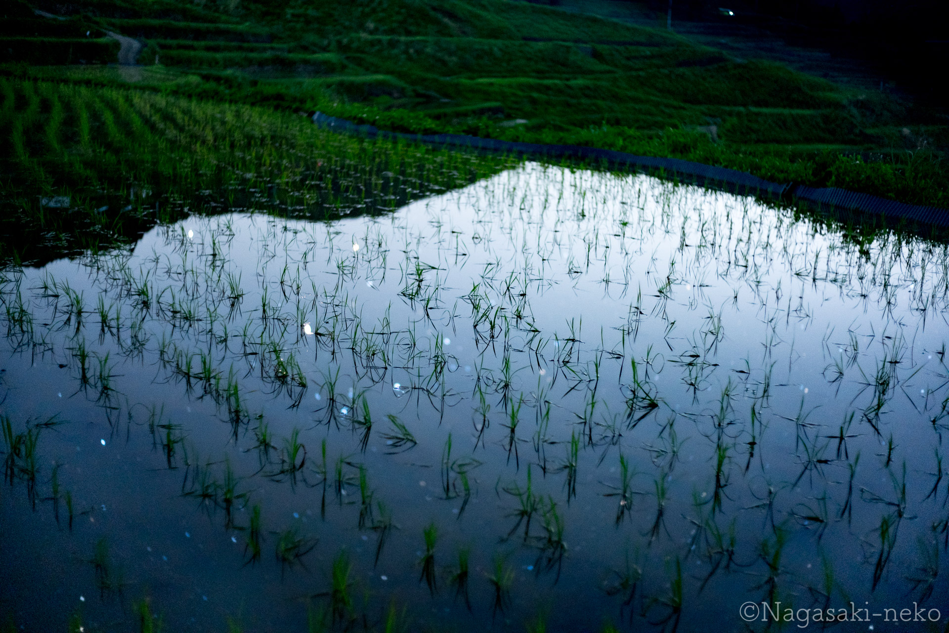Tsuchitani rice Terraces and stars