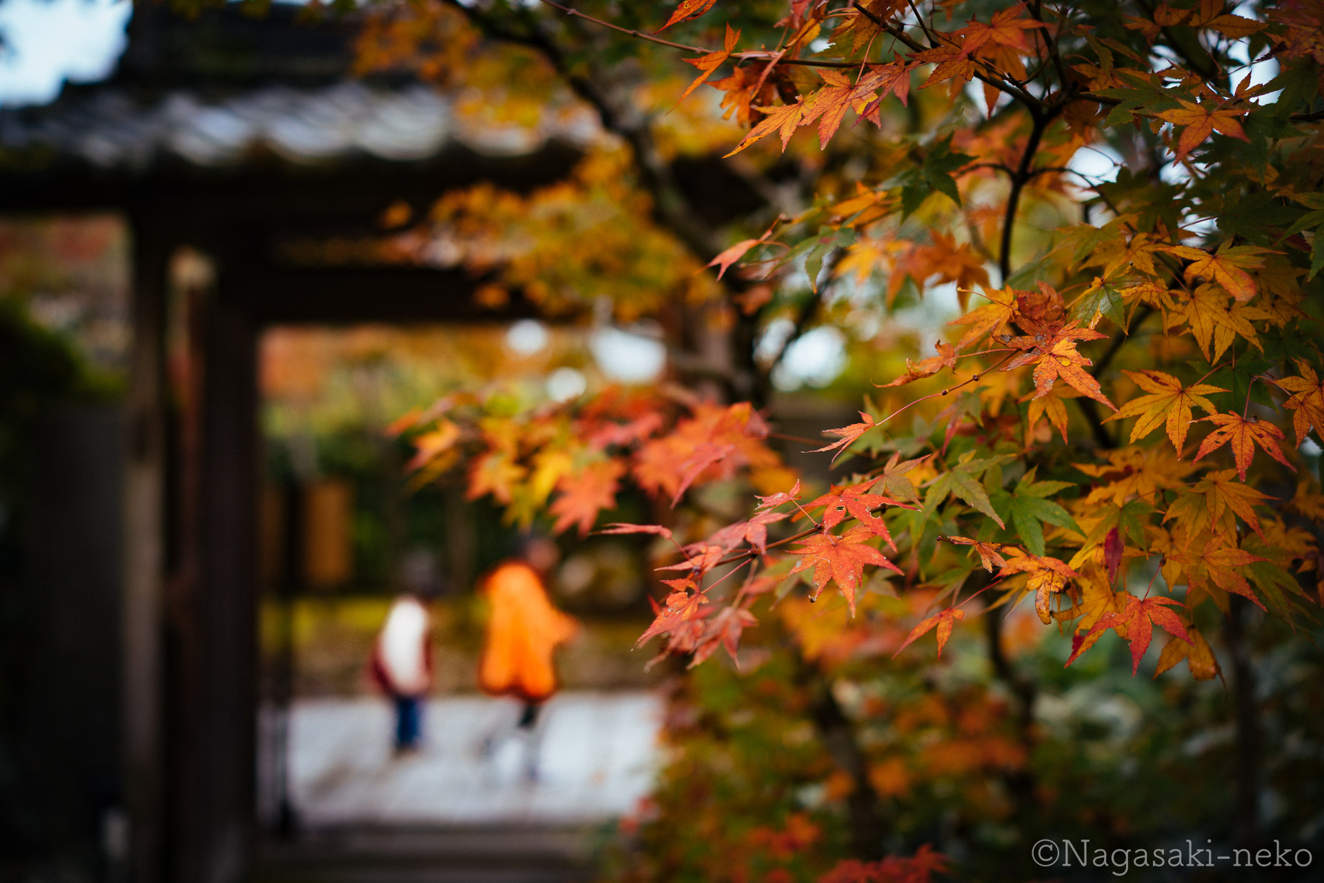 Autumnal leaves of the Shosenkaku