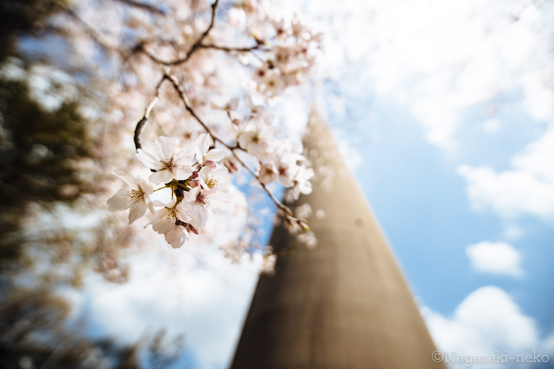 Cherry blossoms at Hario transmitter