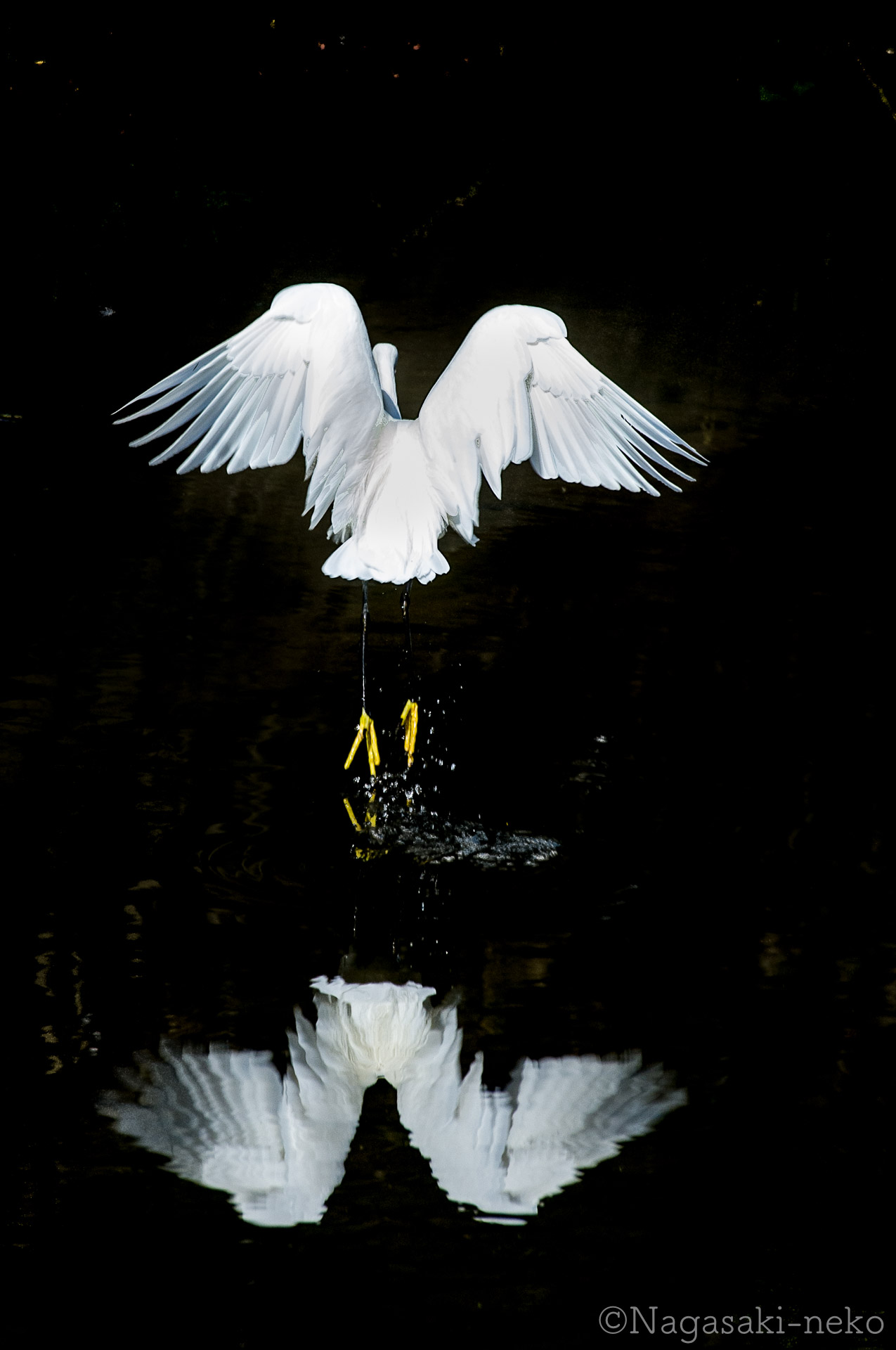 中島川の白鷺