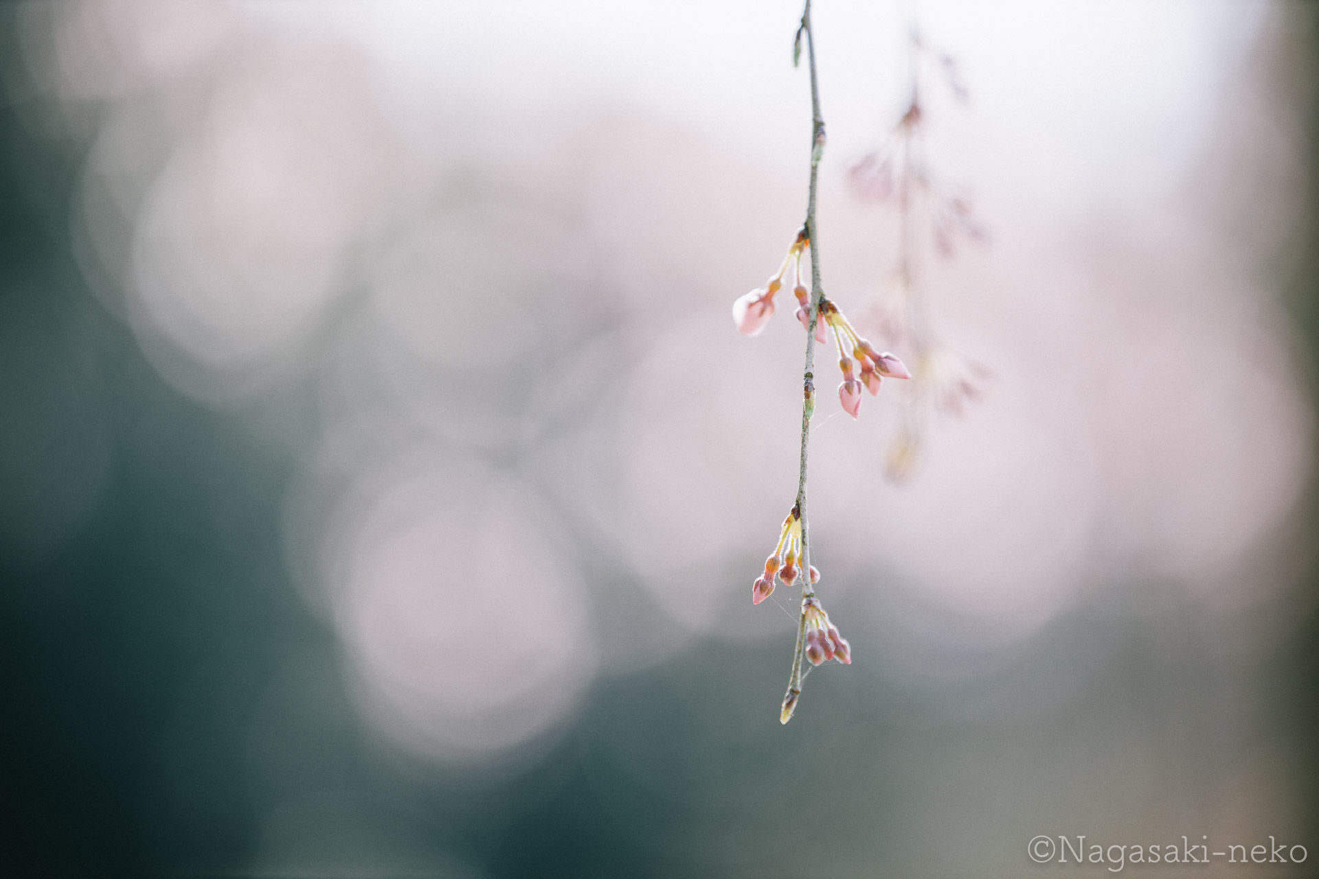 Weeping cherry blossoms of the head of a rice field